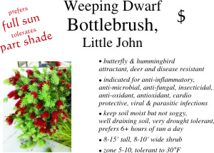 Little John Bottlebrush