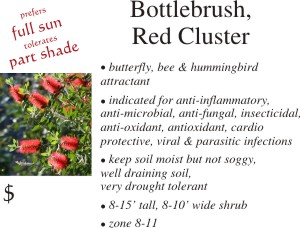 Red Cluster Bottlebrush