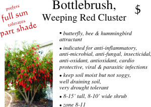 Weeping Bottlebrush