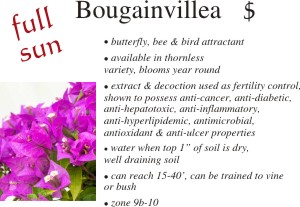 Bougainvillea