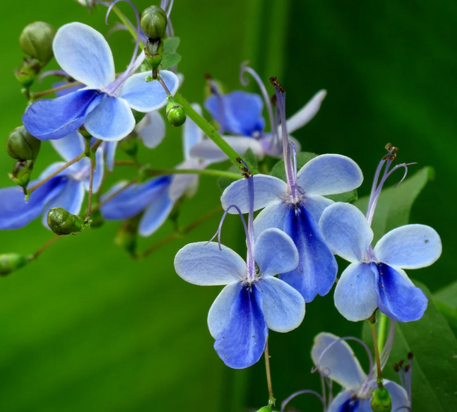 Blue Butterfly Bush