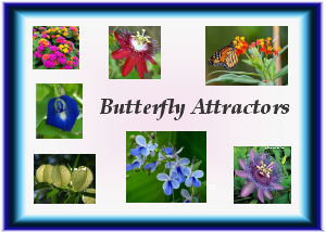 Butterfly Attractors