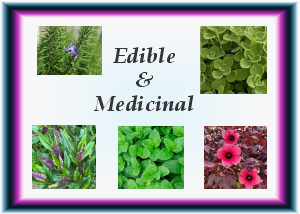 Edible Medicinal Plants