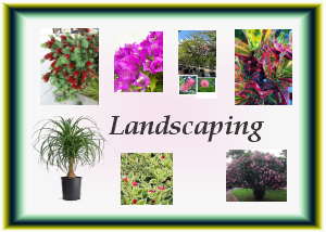 Landscape Plants