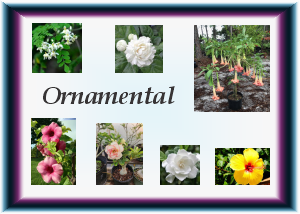 Ornamental Plants