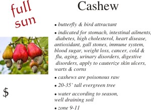 Cashew