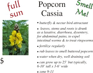 Popcorn Cassia