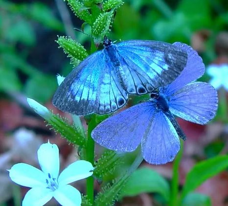 Cassius Blue