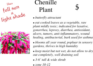 Chenille Plant