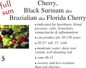 Black Surinam Cherry