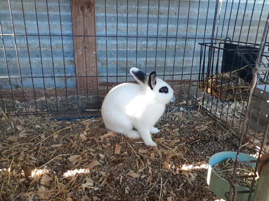 Chester