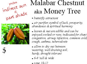 Malabar Chestnut