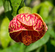 Chinese Lantern