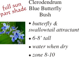 Blue Butterfly Clerodendrum