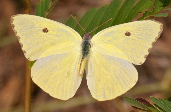 Cloudless Sulphur