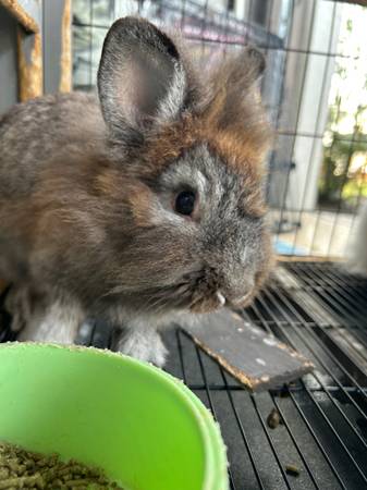 Cookie