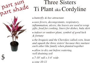 Three Sisters Cordyline