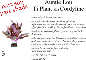 Auntie Lou Cordyline