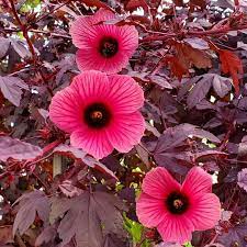 Cranberry Hibiscus