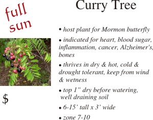 Curry