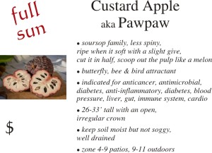 Custard Apple