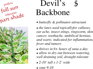 Devil's Backbone
