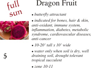 Dragon Fruit