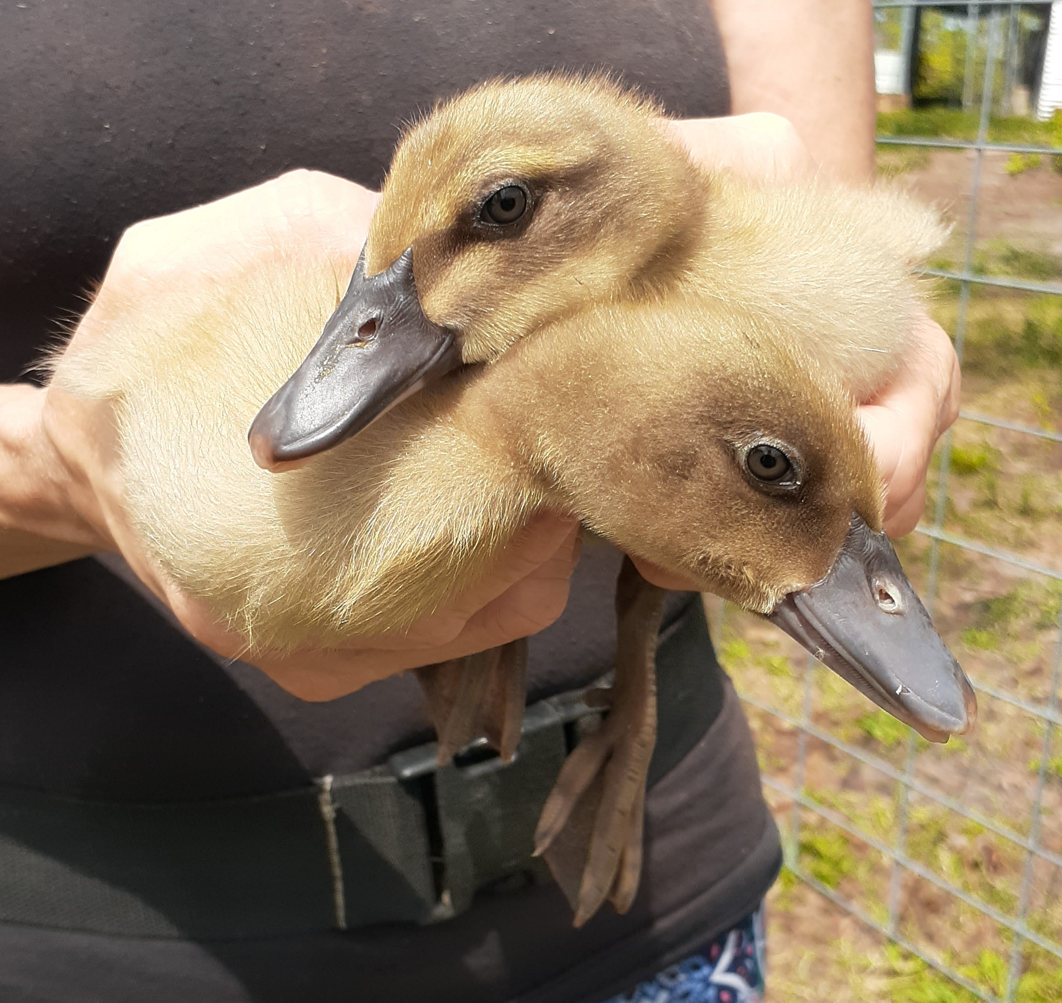 Ducks