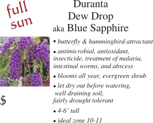 Duranta