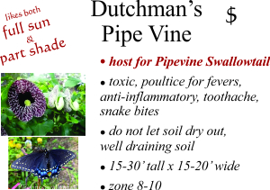 Dutchman's Pipe Vine