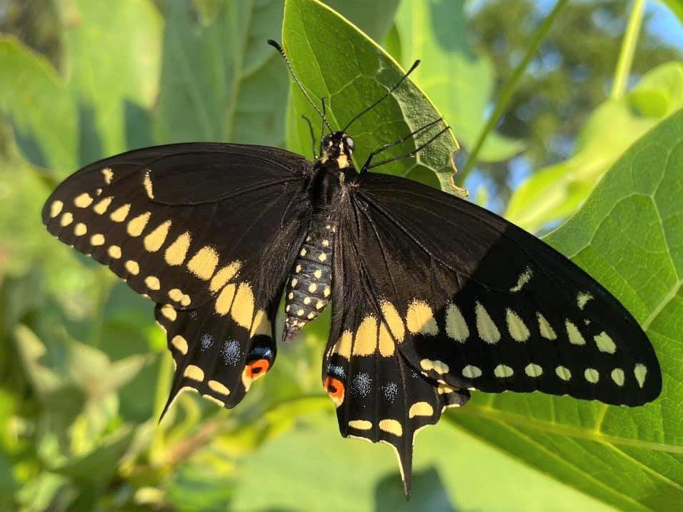 Eastern Black Swallowtail