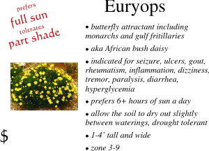 Euryops