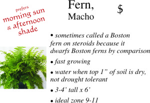 Macho Fern