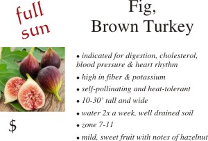 Brown Turkey fig