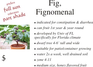 Fignomenal Fig