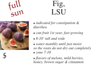 LSU Fig