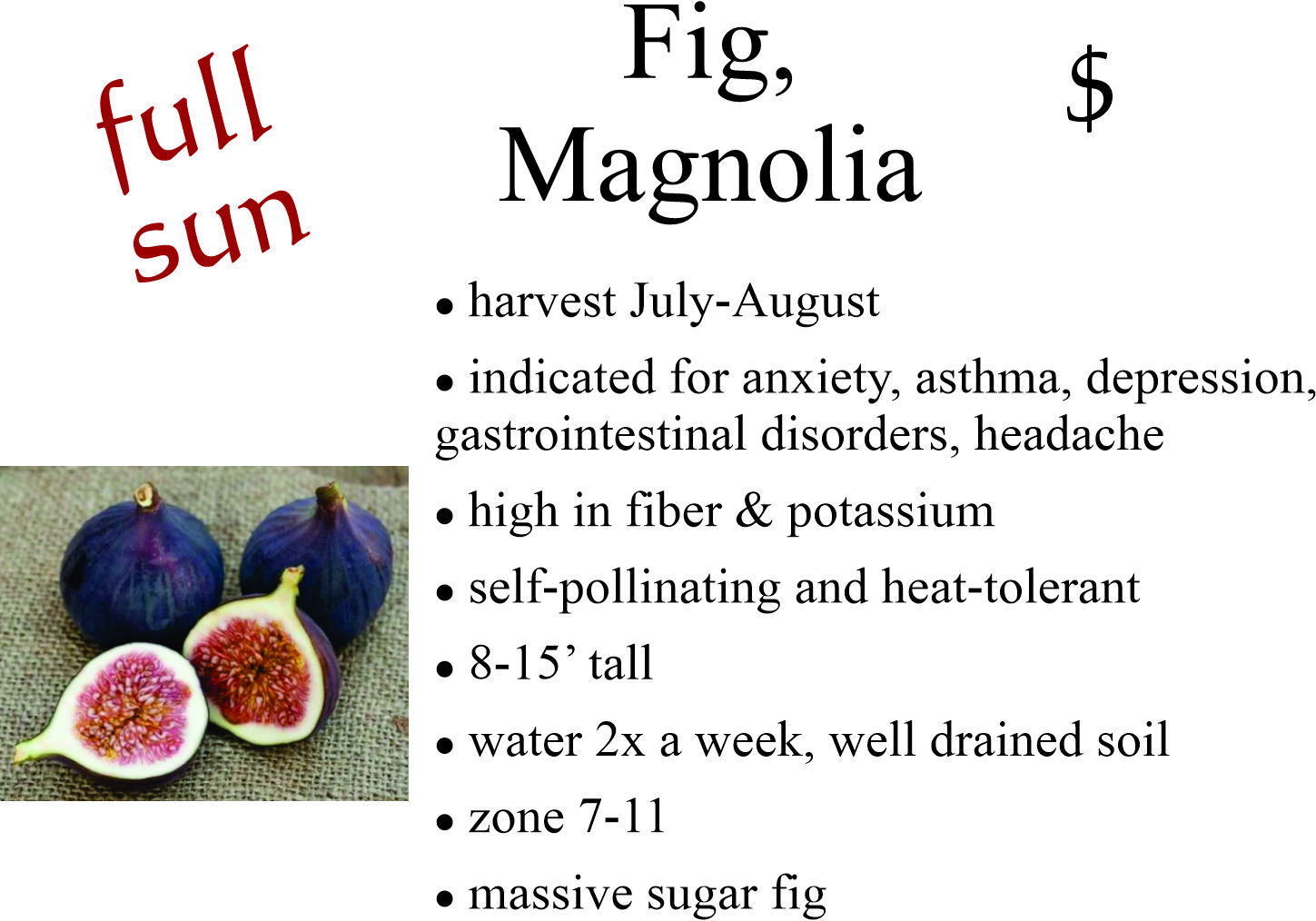 Magnolia Fig