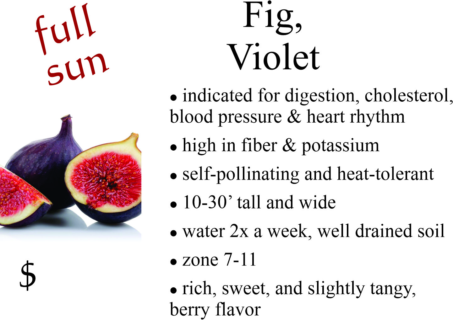 Violet Fig