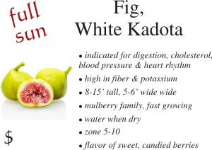 White Kadota Fig