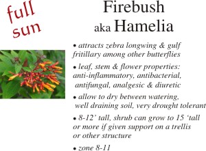 Firebush
