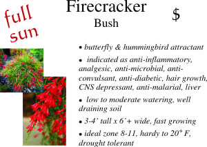 Firecracker Bush
