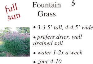 Fountain Grass
