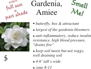 Amiee Gardenia