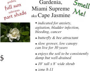 Miami Supreme Gardenia