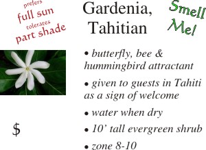 Tahitian Gardenia