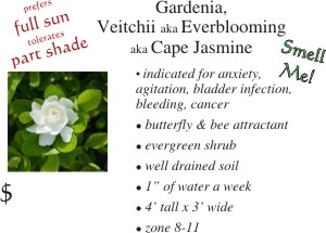 Veitchii Gardenia