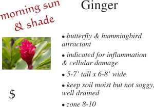 Ginger
