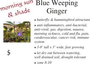 Blue Weeping Ginger