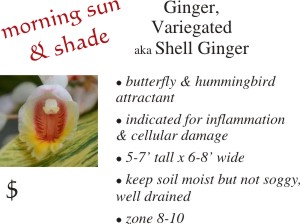 Variegated Ginger