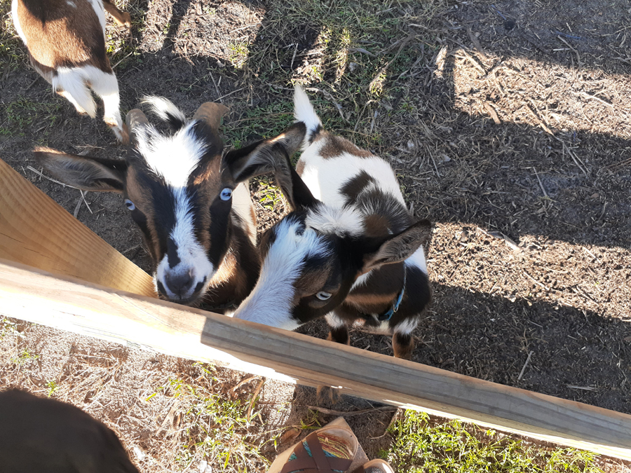 goats